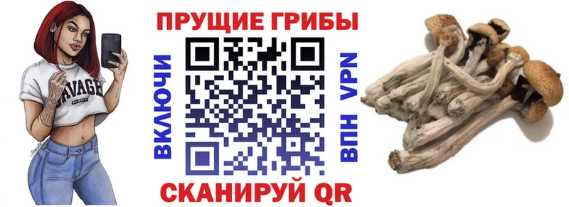 kraken зеркало  Ртищево  Галлюциногенные грибы Cubensis 